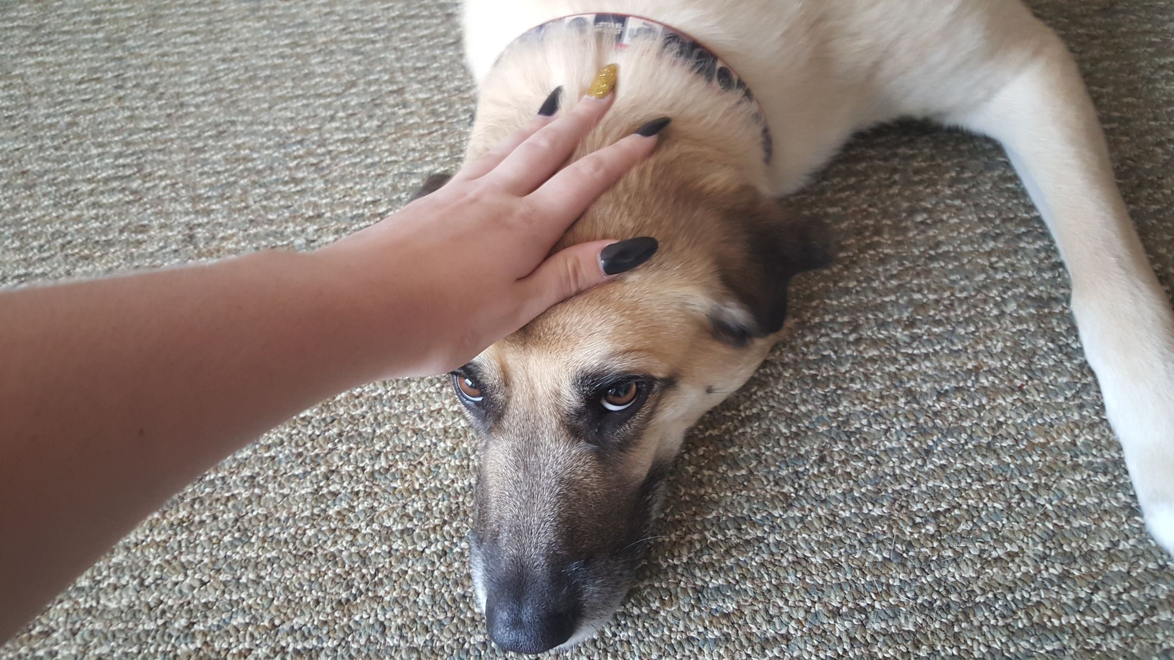 How to Successfully Feed Your Dog 10 Steps (with Pictures) Instructables