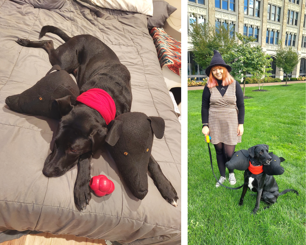 Carters sales dog costume