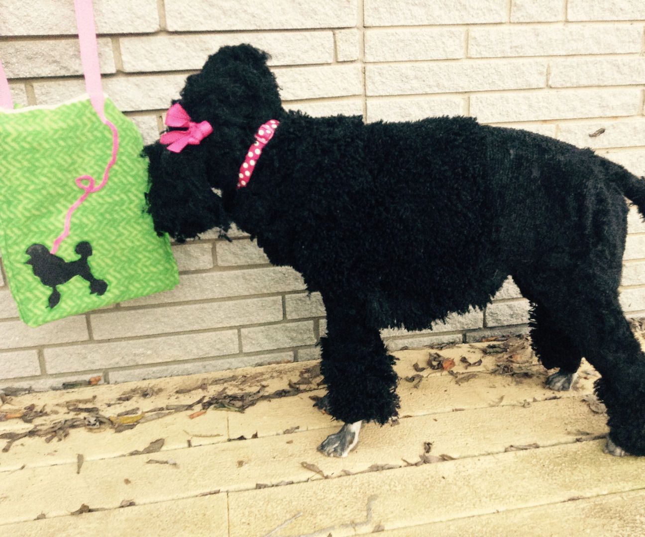 Poodle Costume for a Dog
