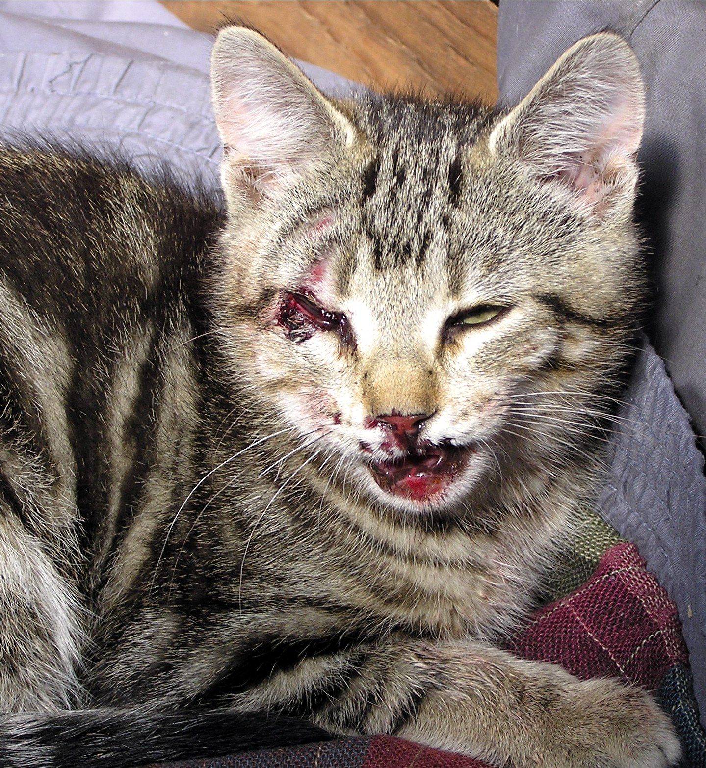 Homer's Odyssey, the Tale of a Cat and How to Get Too Many Kittens Without Trying, Really Fast.