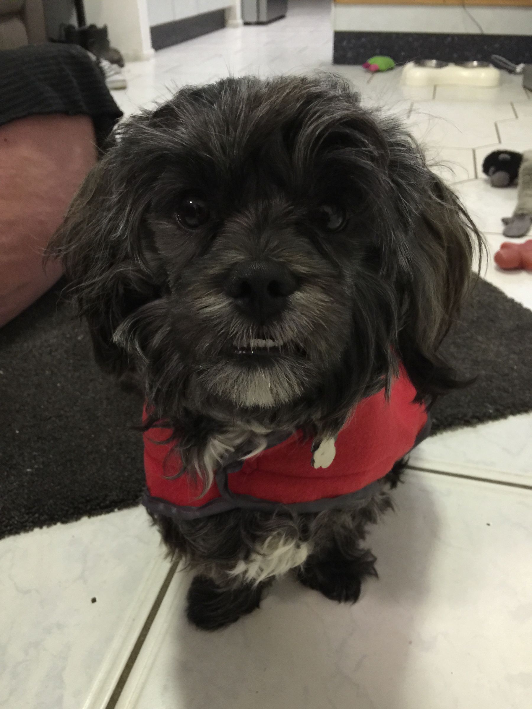 Small Dog Coat
