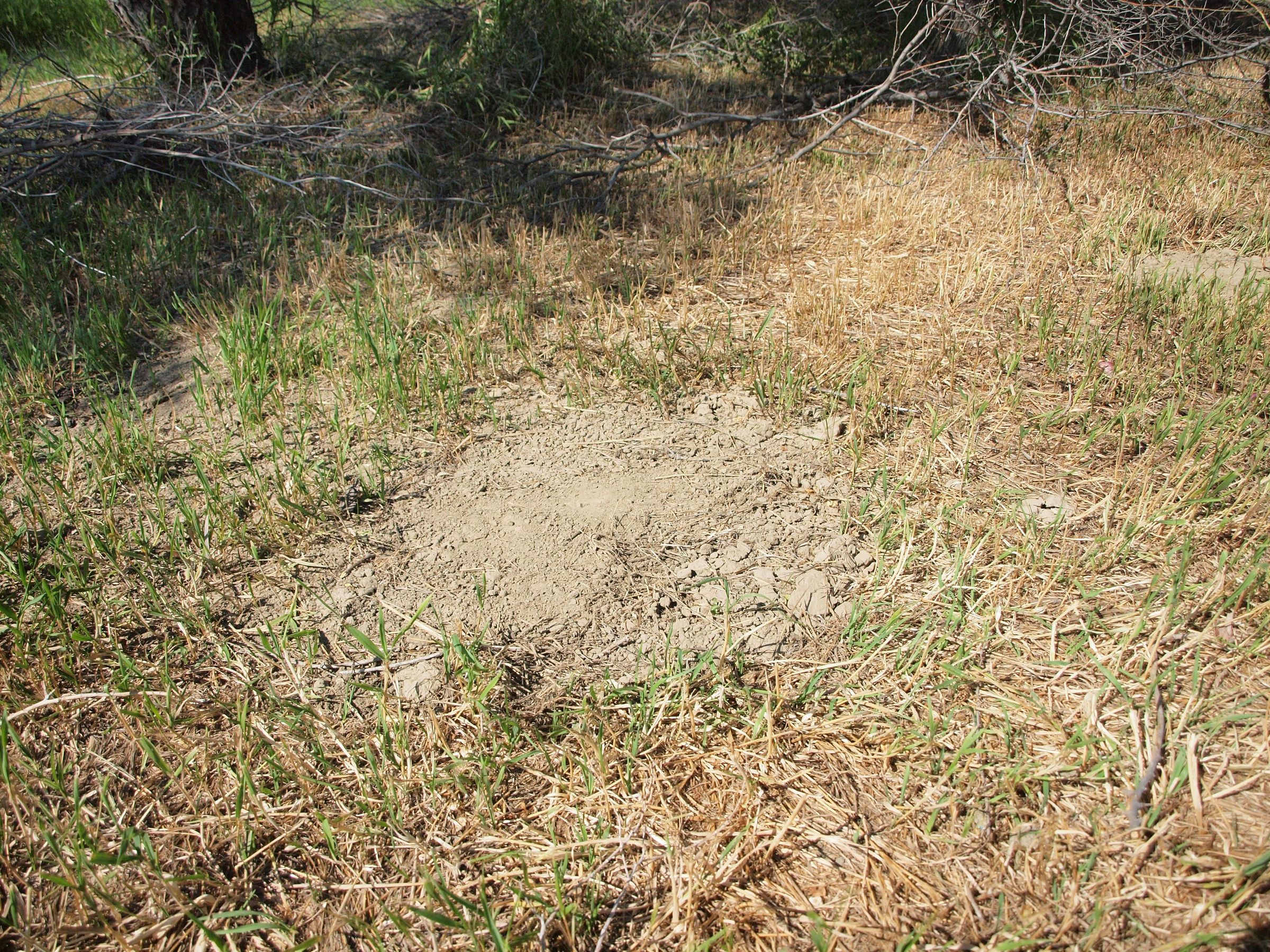 How Deep Do You Need To Bury Your Dog