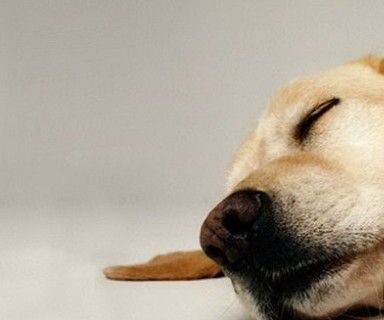 How Long Do Dogs Live?