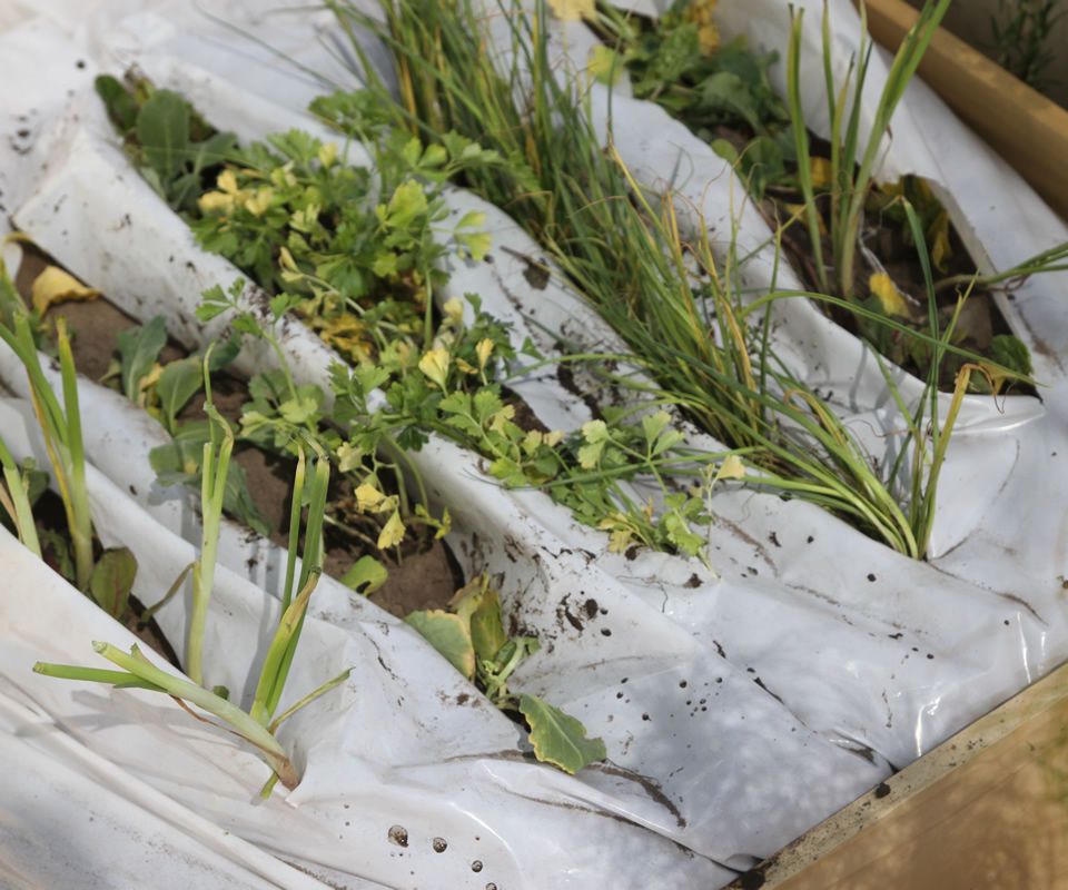 Mini DIY Portable Biogarden 