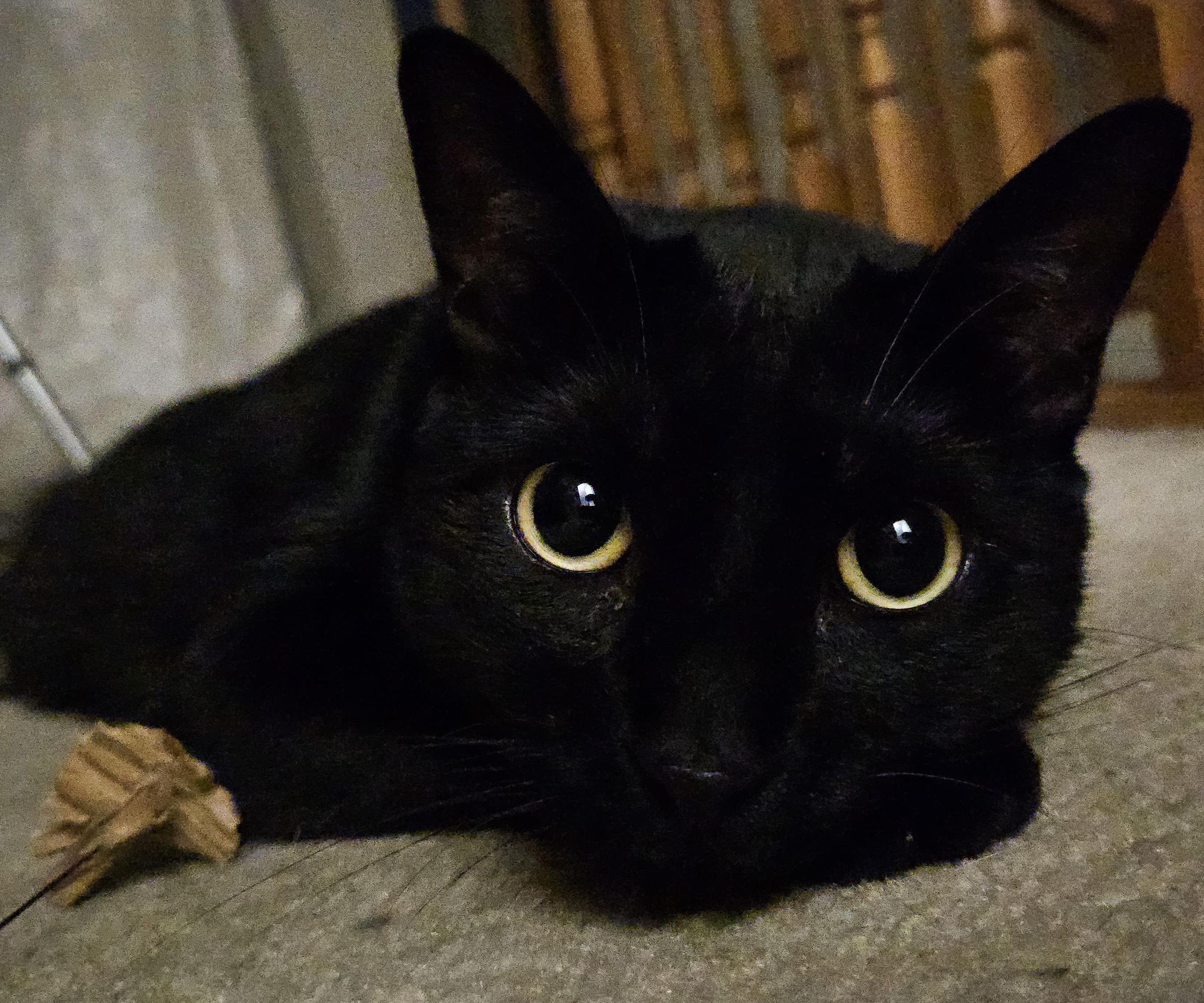 Cat Alarm