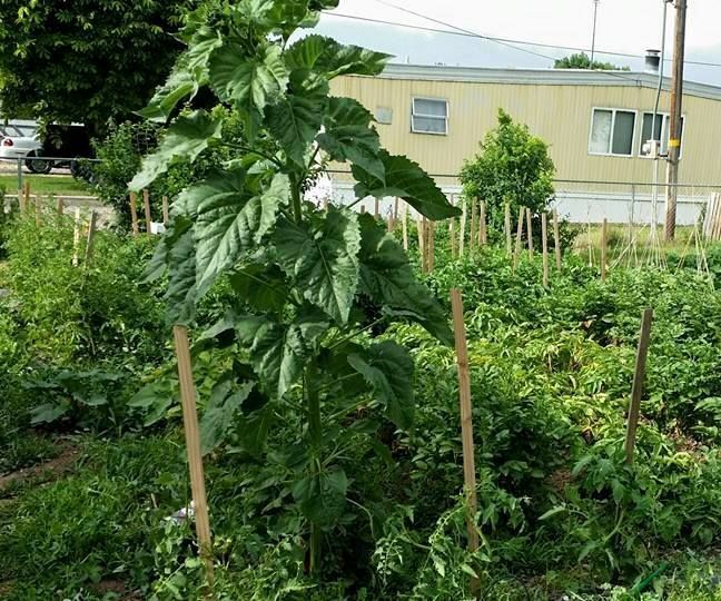 6 DIY Life Hacks for Your Garden