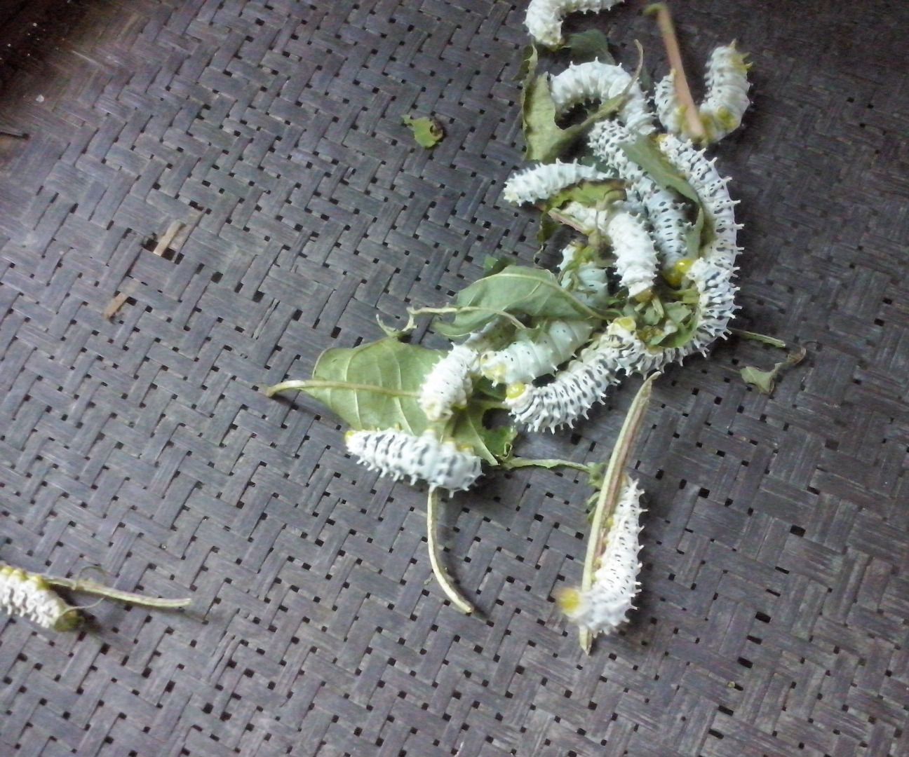 Silk Spinning for Lazy People