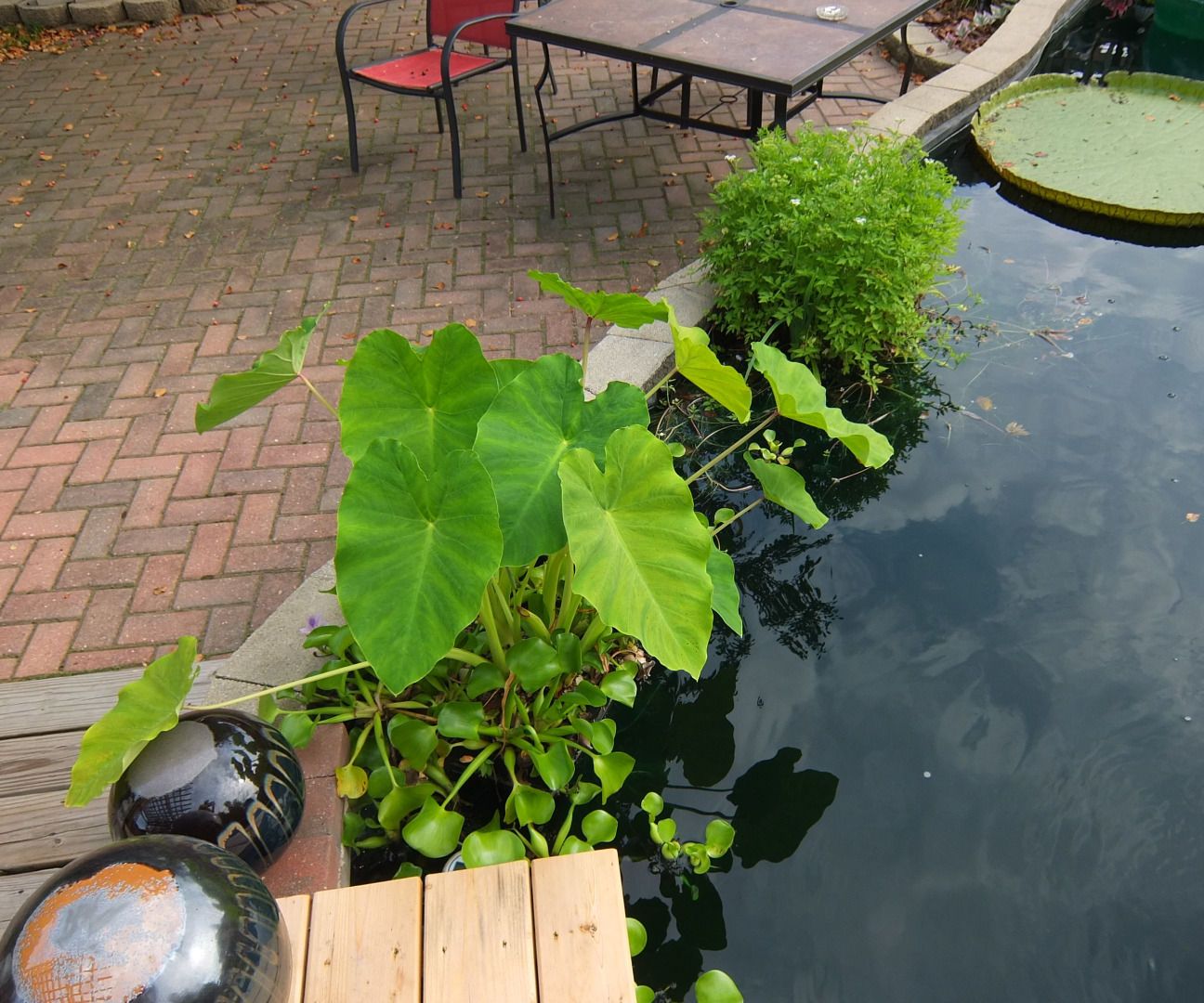 Pond Planter From a Milk Crate