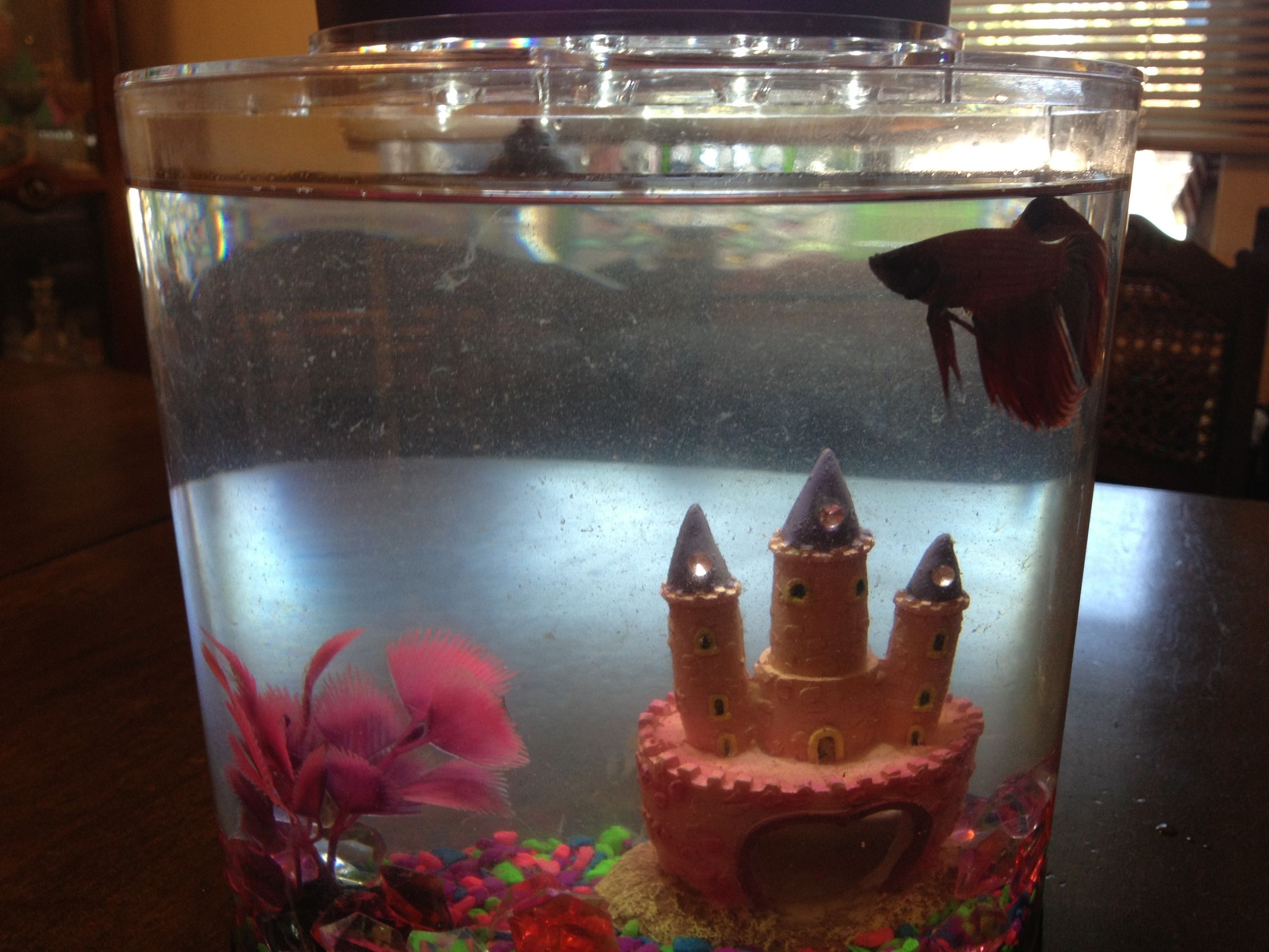 Cleaning a Beta Fish Tank