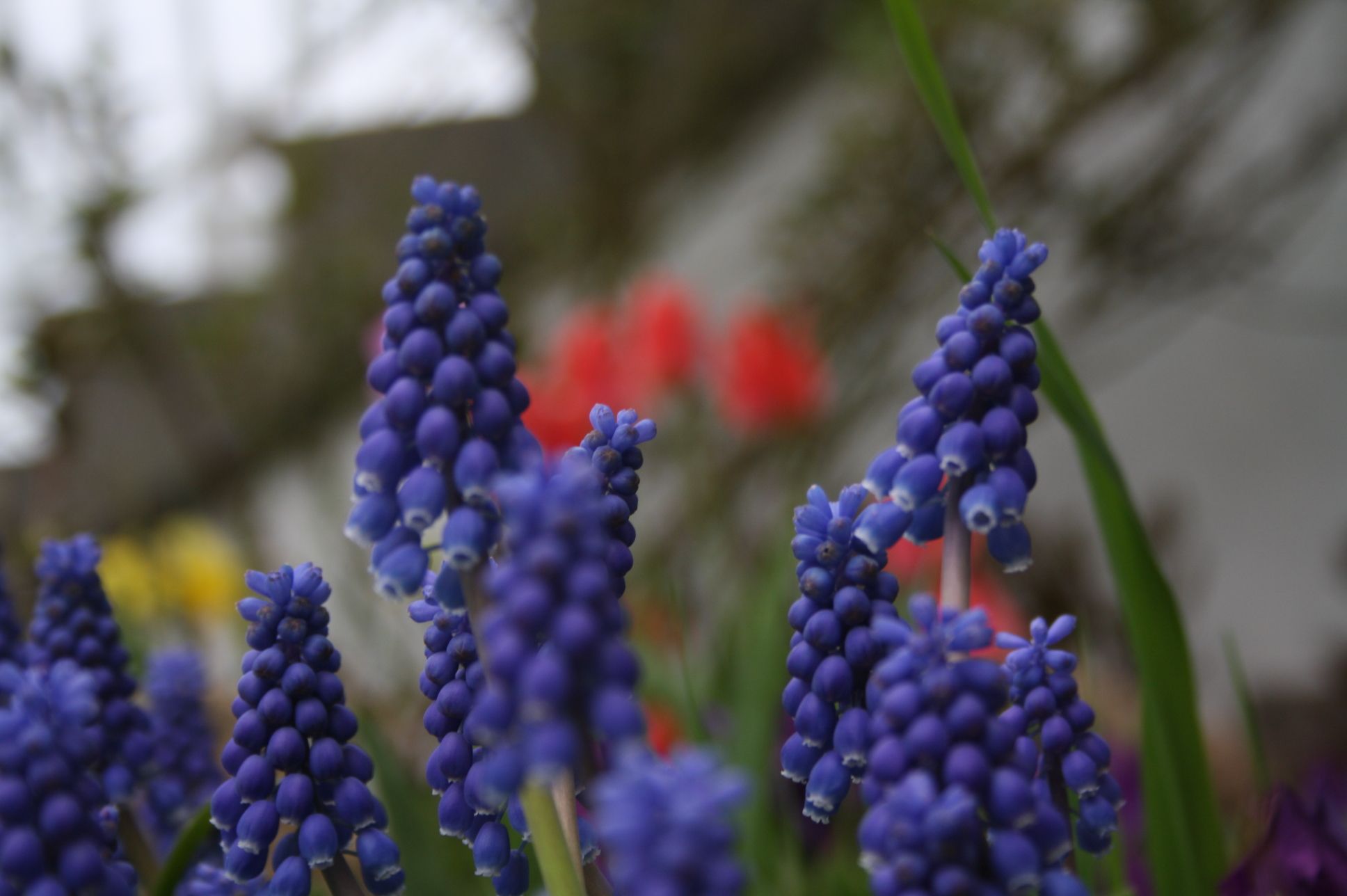 Some Pics of Spring Blooms & Winter Shots (with Pictures) Instructables
