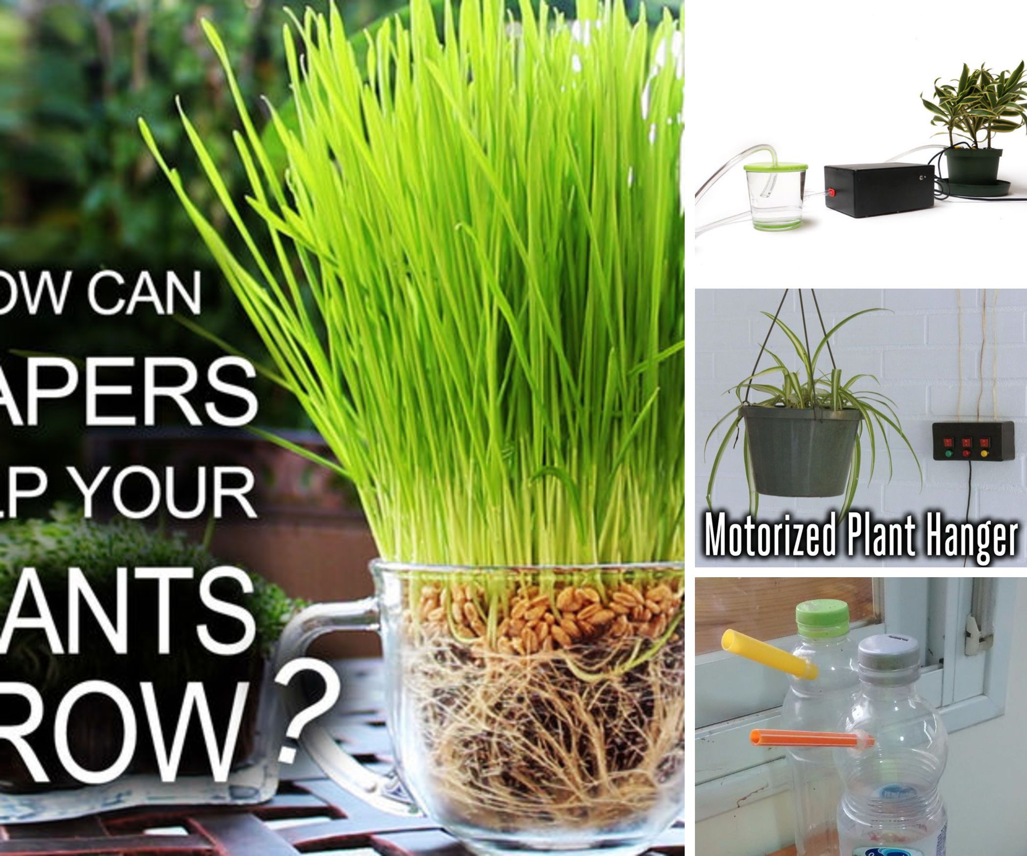 Plants, Gardening, and More