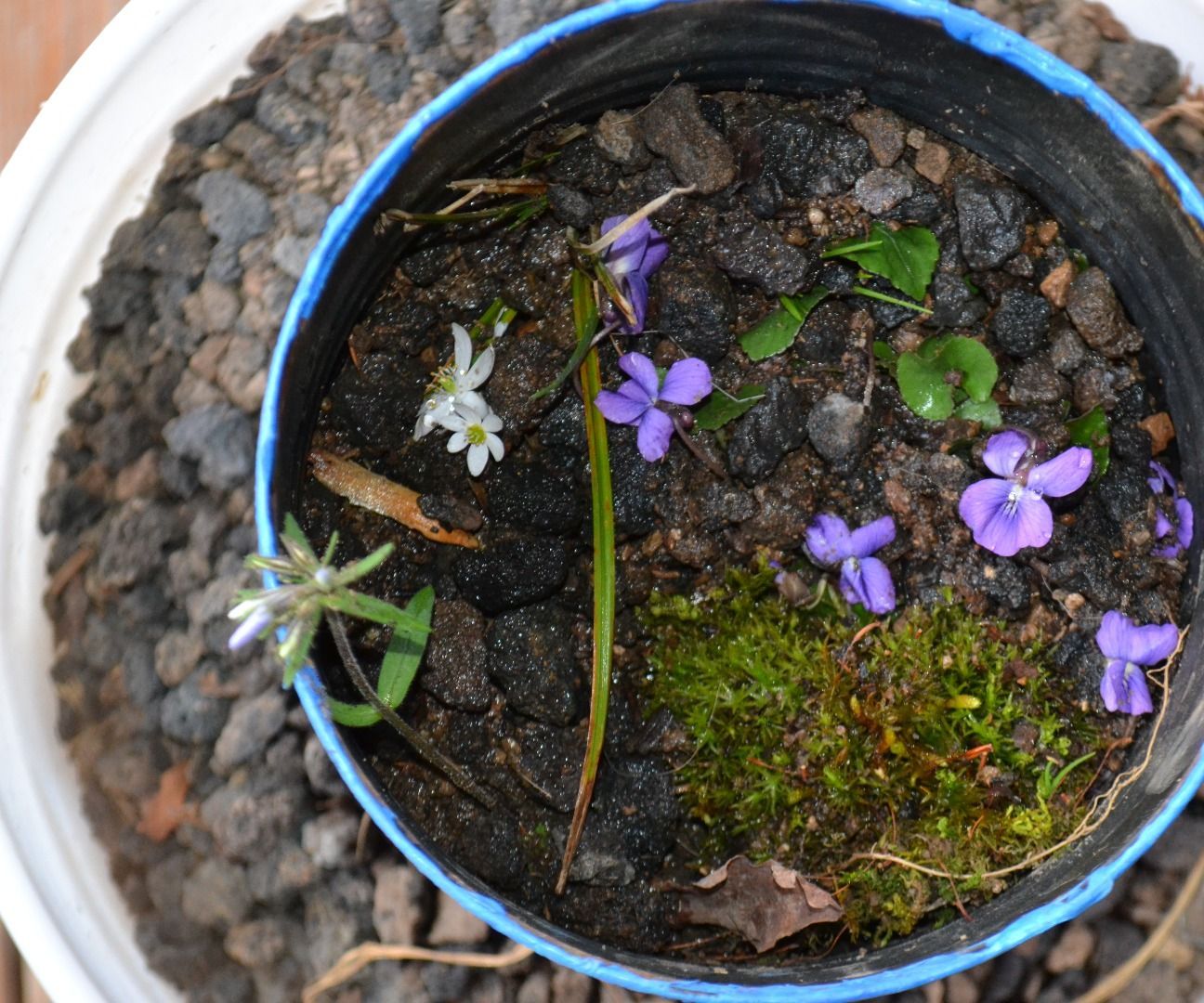 Old Can Flower Pot