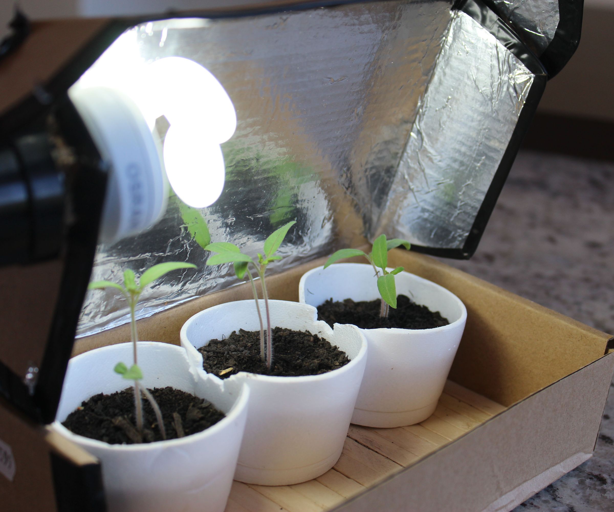 Greenbox Plant Starter 