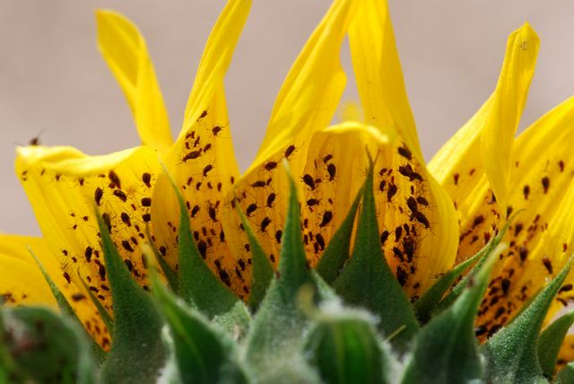 Pesticides That Only Work Against Pests (Harmless to Humans)