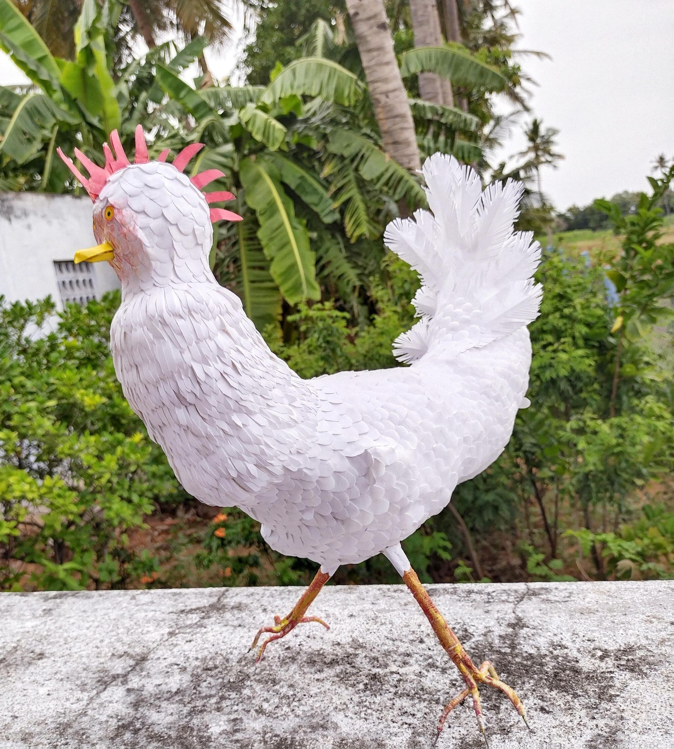 WHITE LEGHORN