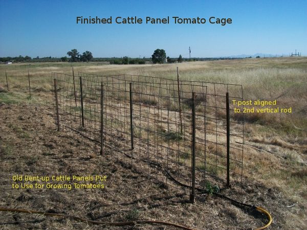 Making a Tomato Cage From Two Cattle Panels - a DIY Project