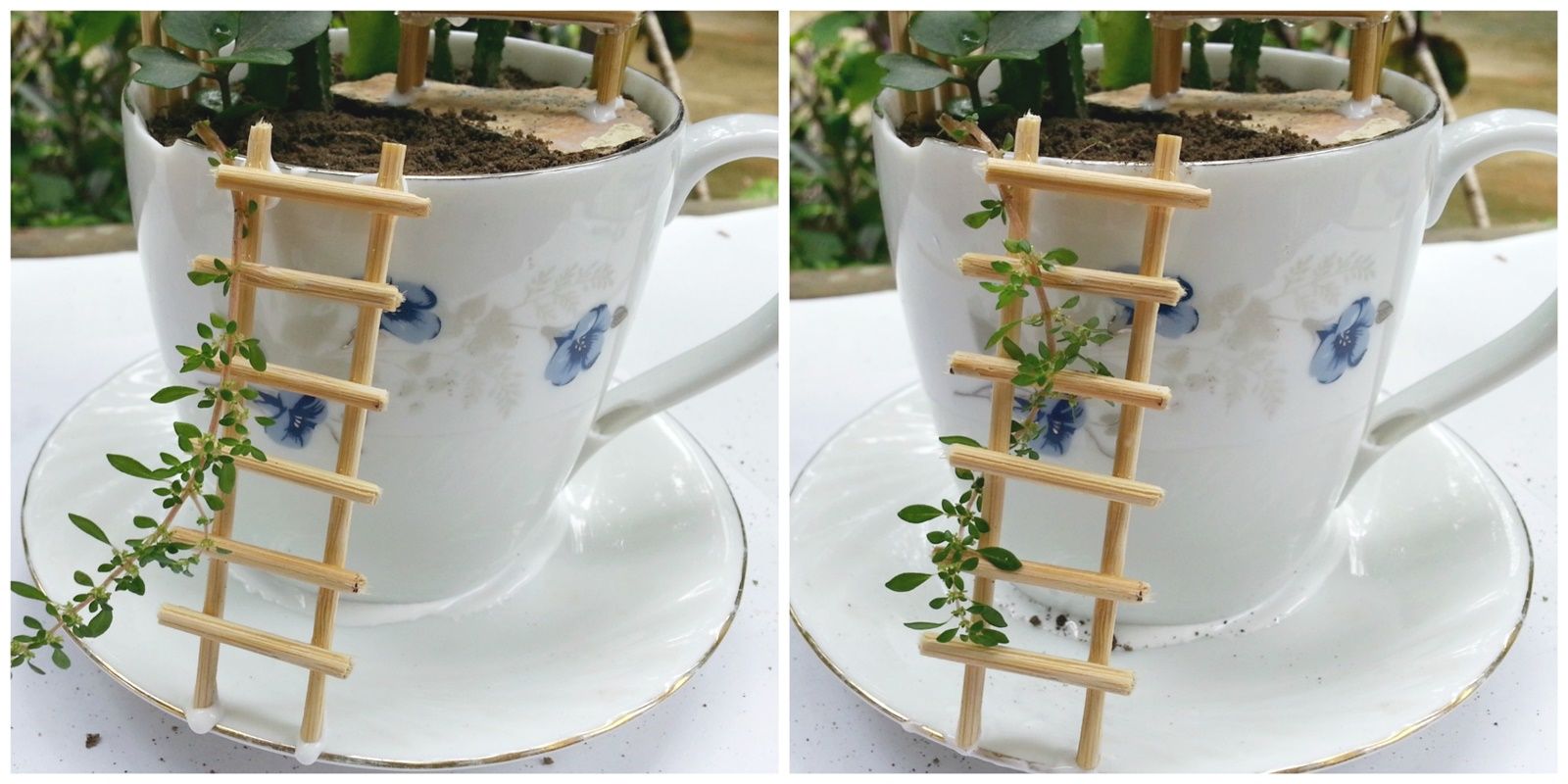 DIY Cup Garden : 9 Steps (with Pictures) - Instructables