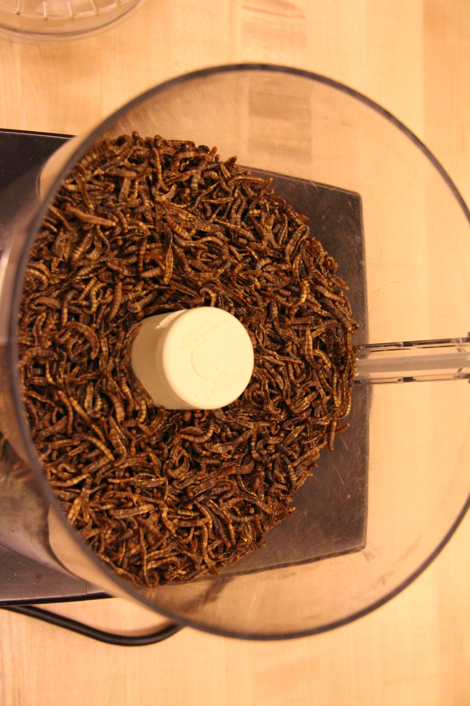 Mealworm Flour 4 Steps (with Pictures) Instructables