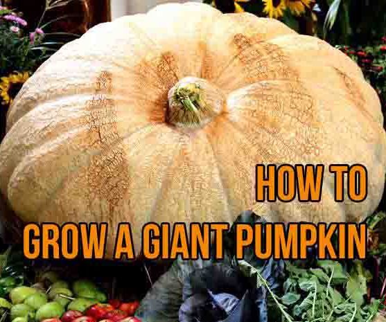Grow a Giant Pumpkin (Atlantic Giant) From Seed