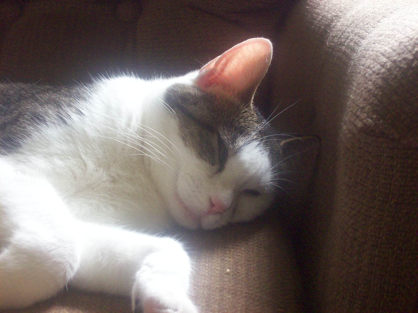 Get your cat's attention for videos.