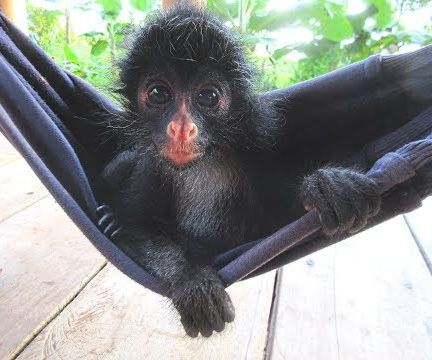 How to Make Jungle Jam With a Monkey "Helper"