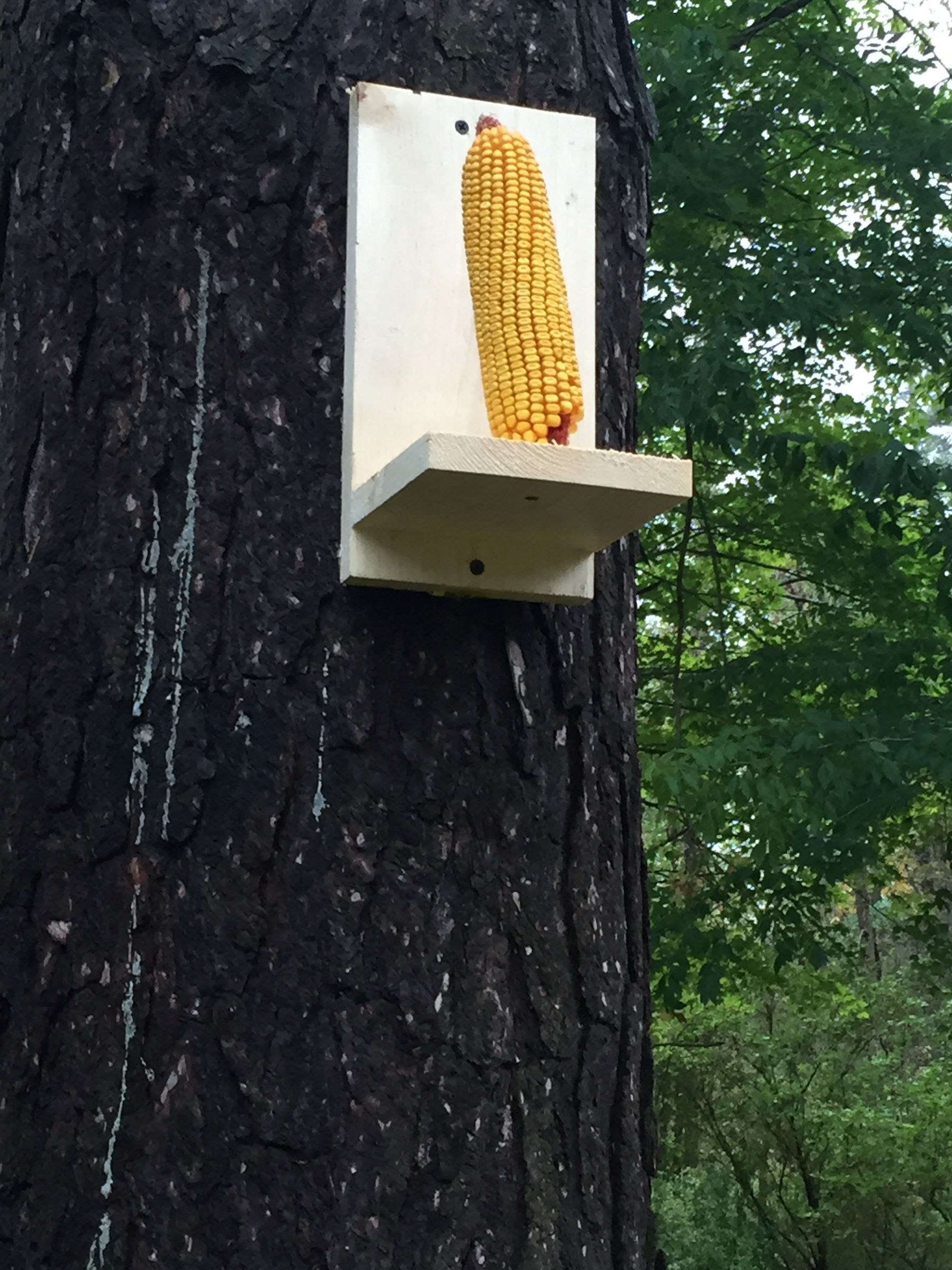 Easy Squirrel Feeder