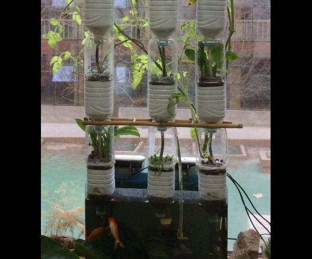 Classroom Aquaponics #1