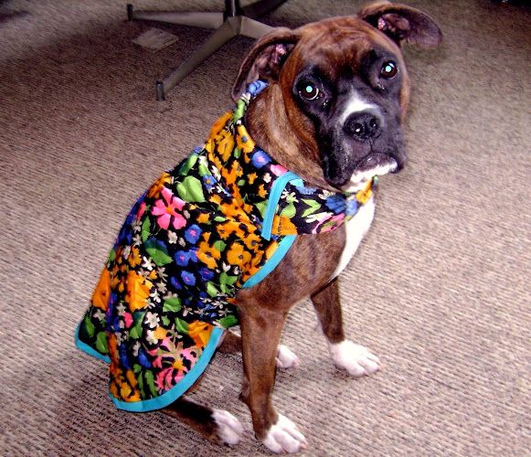 Repurposed Dog Coat