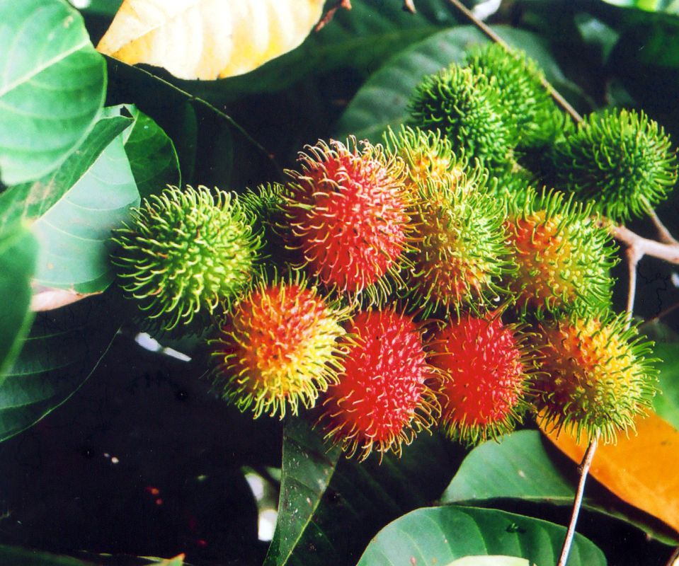 Rambutan : My Photography