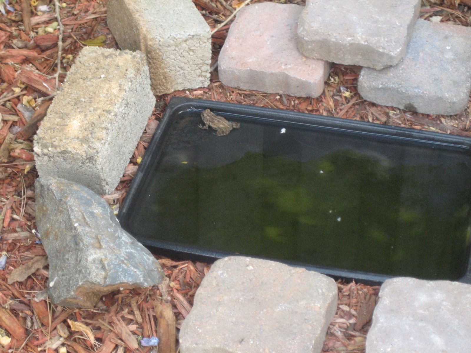 MY FROG/TOAD HABITAT 8 Steps Instructables