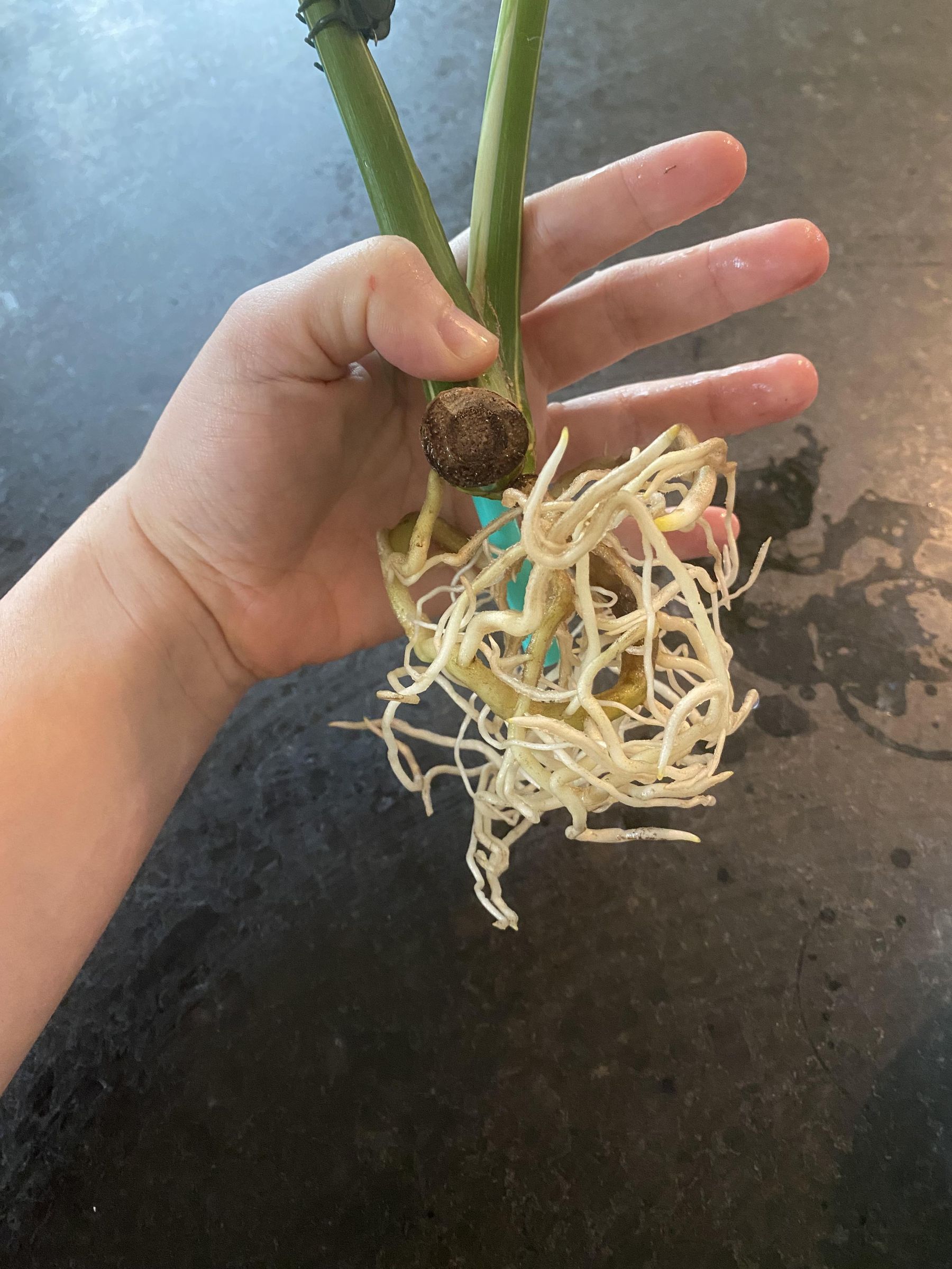 Planting a Monstera Thai Constellation : 6 Steps (with Pictures) -  Instructables