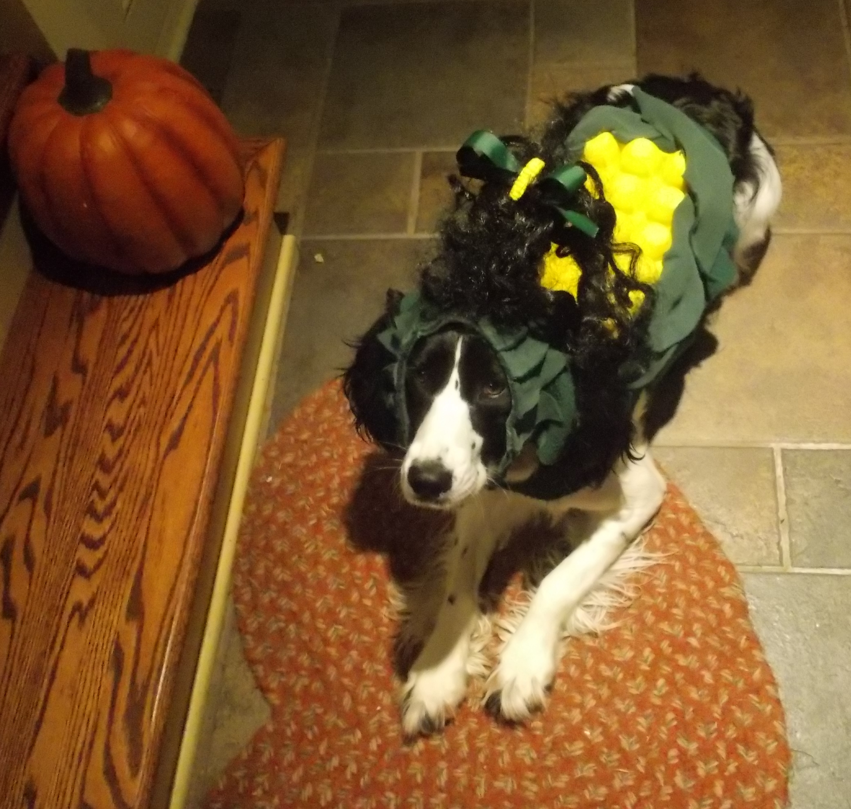 "SWEET CORN" Dog Costume Instructables
