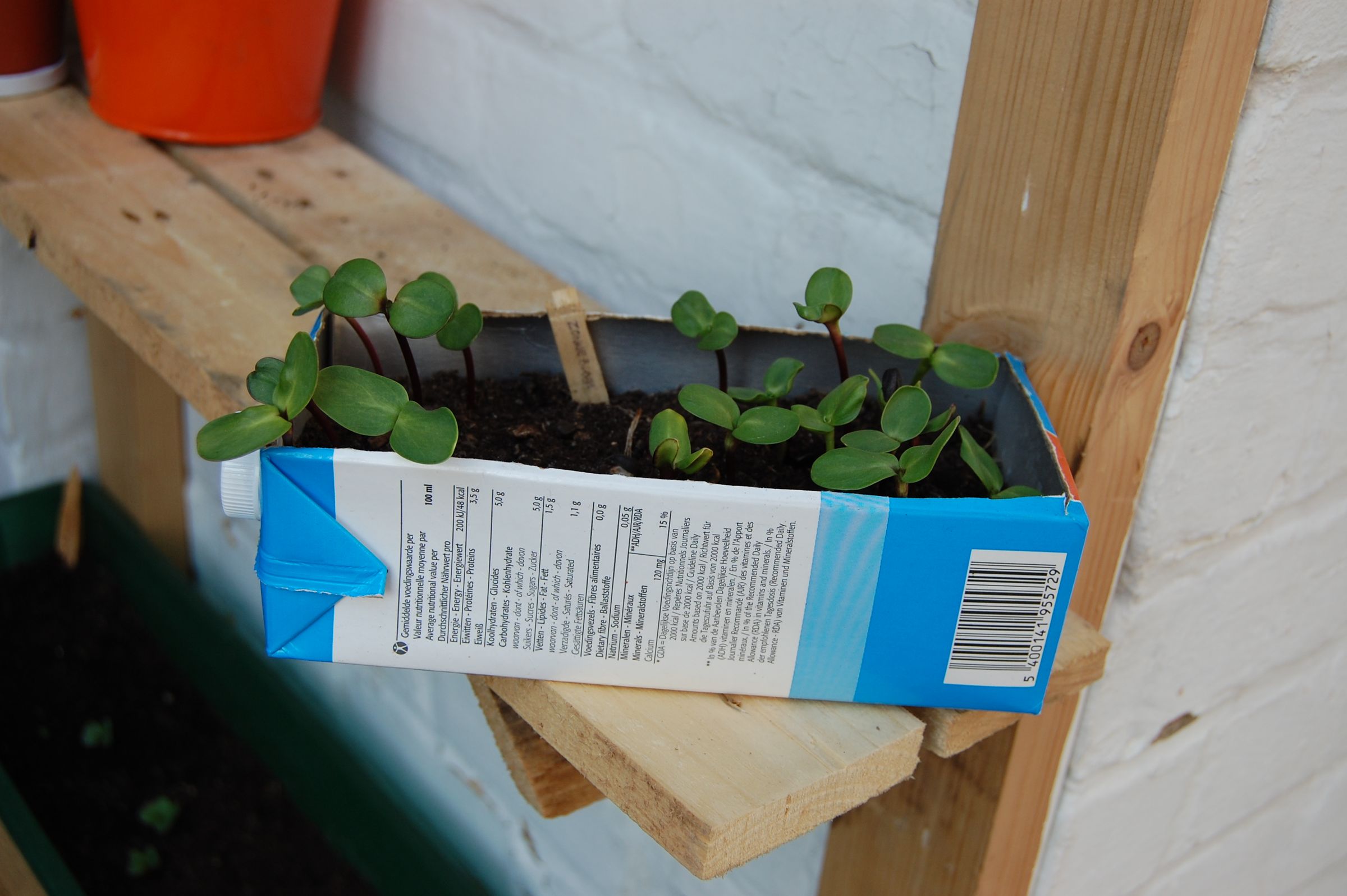 Milk carton seedling container