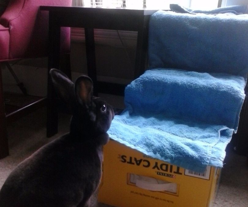 Upcycle Cardboard Boxes Into Pet Steps