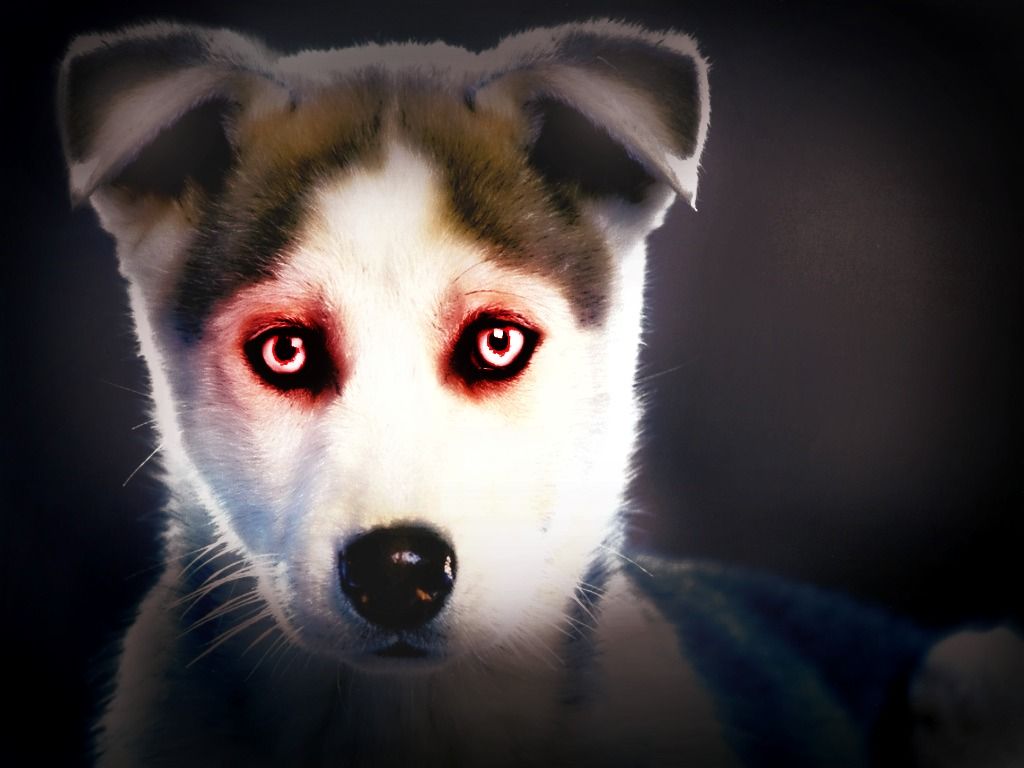 Turn your pet into a demon for free using Picnik!