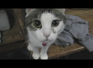 Get Your Cat's Attention for Videos.