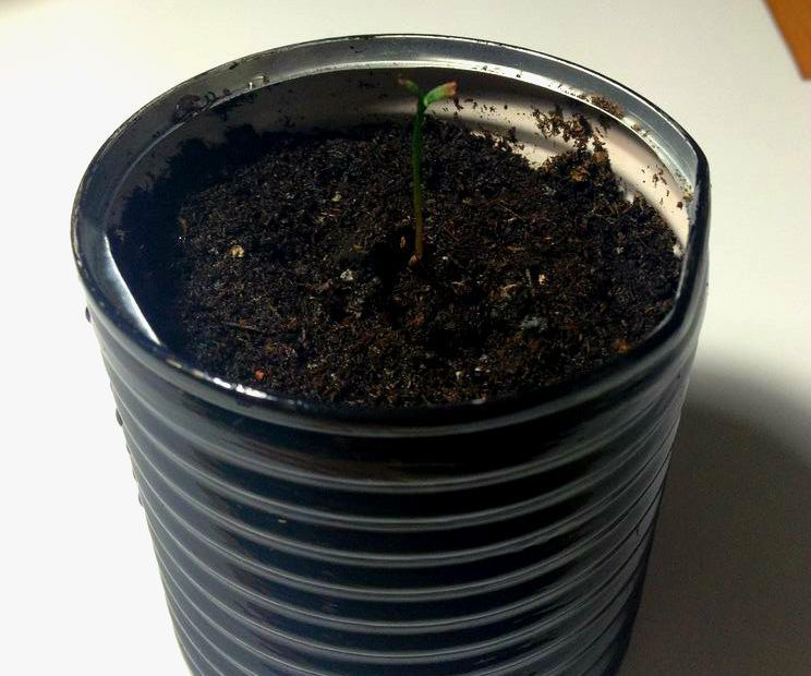 DIY Flower Pot from can
