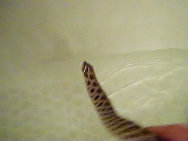 A Simple Snake Feeding Strategy