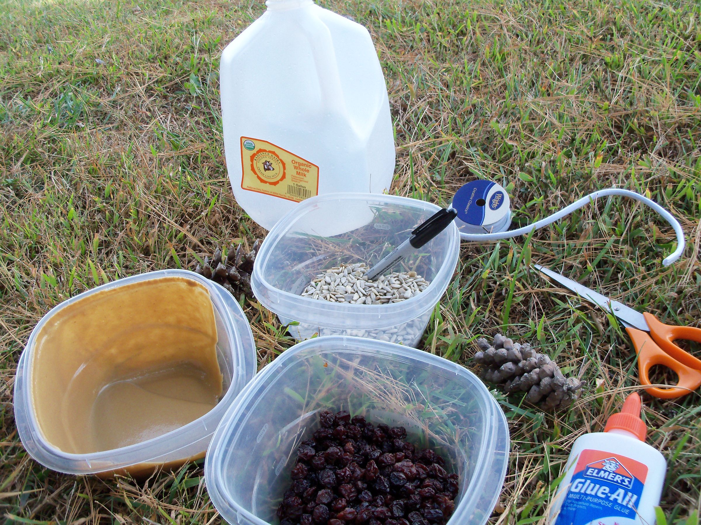 Build a Bird Feeder Out of a Recycled Milk Jug