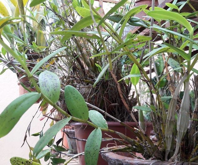 How to Plant Orchids