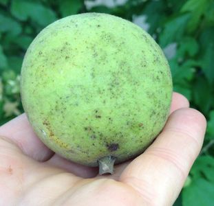 Black Walnut Harvesting & Processing : 11 Steps (with Pictures ...