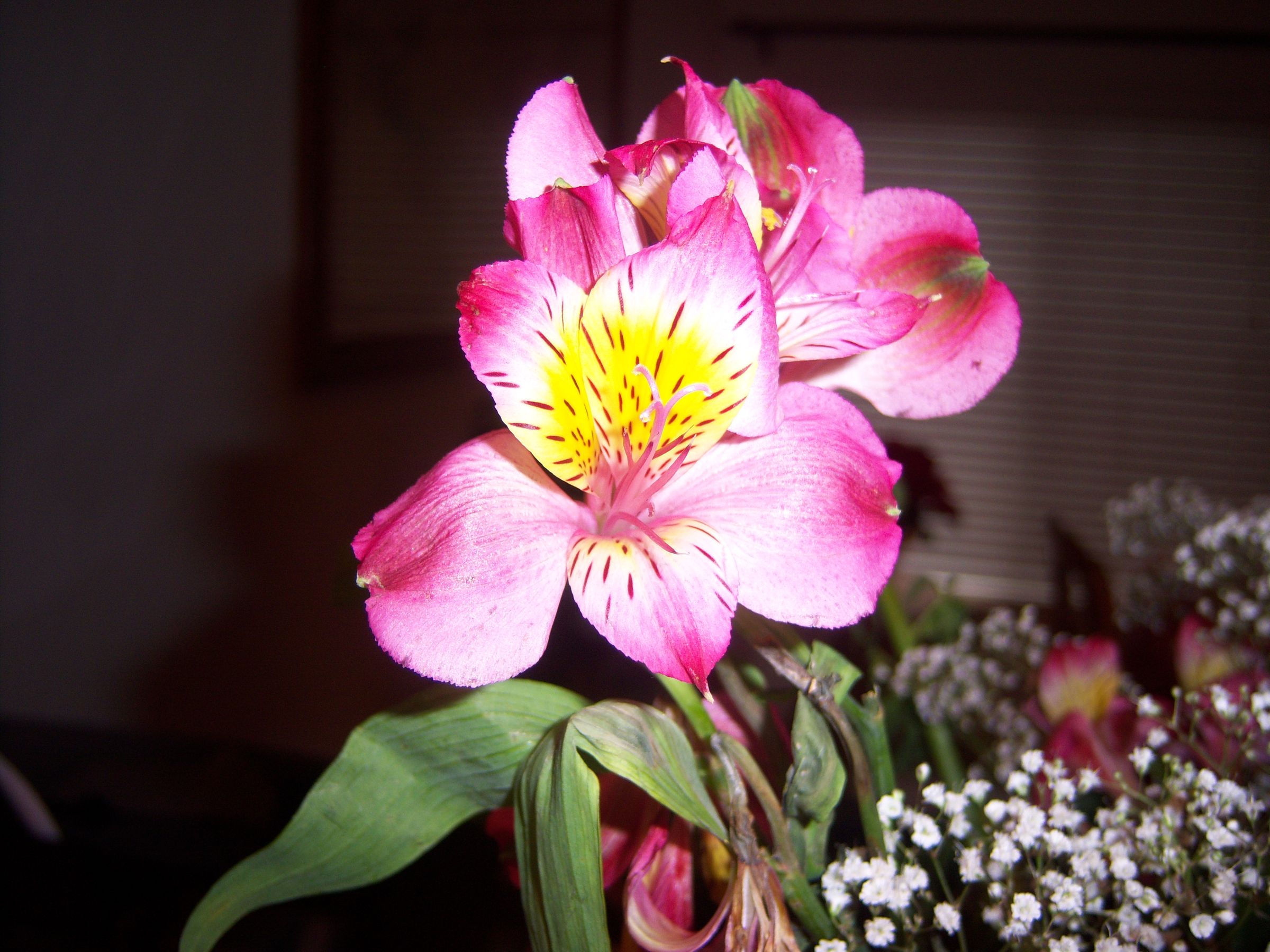 Pressing Flowers Made Easy!