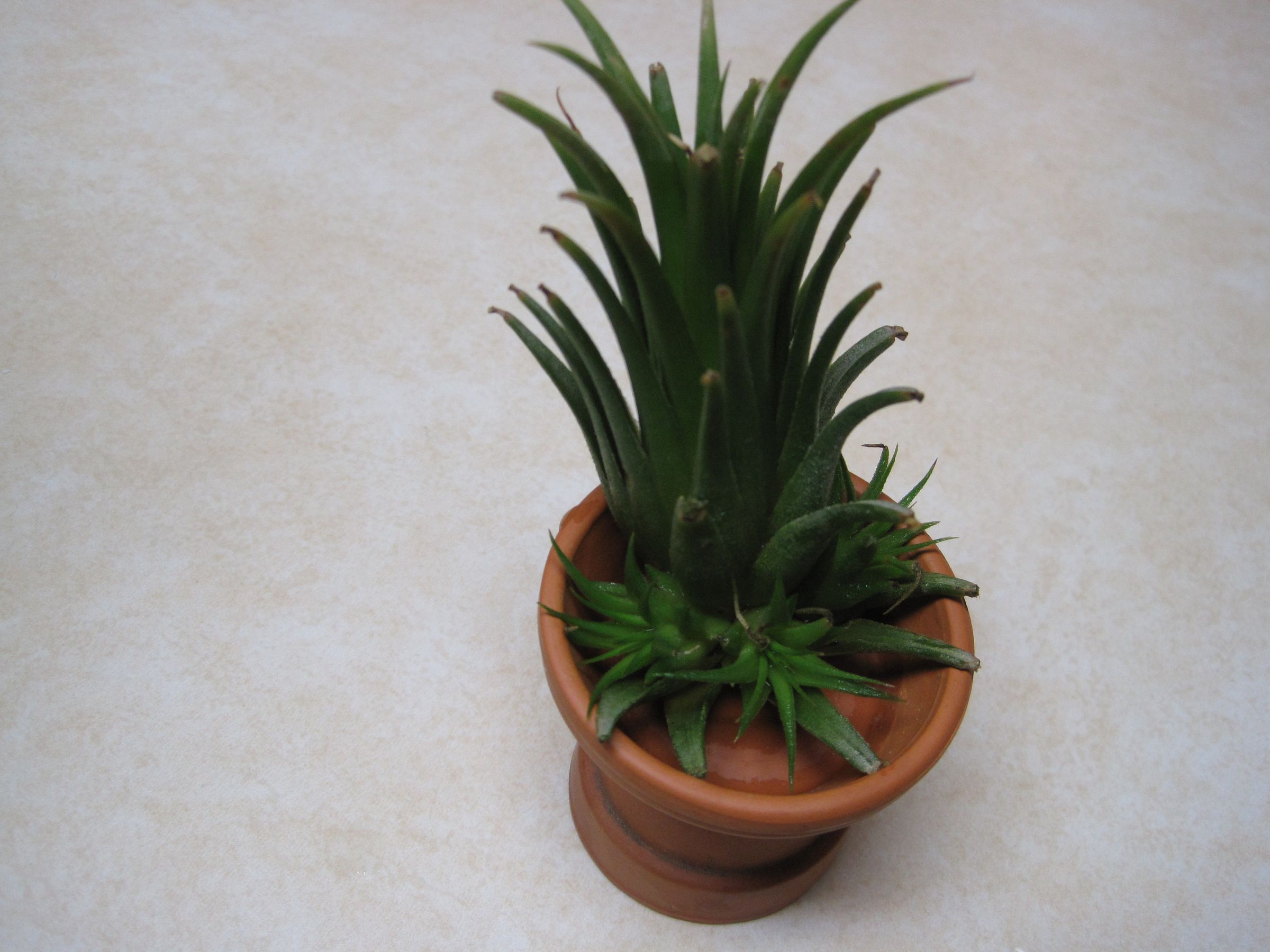 Grow your own Airplant!