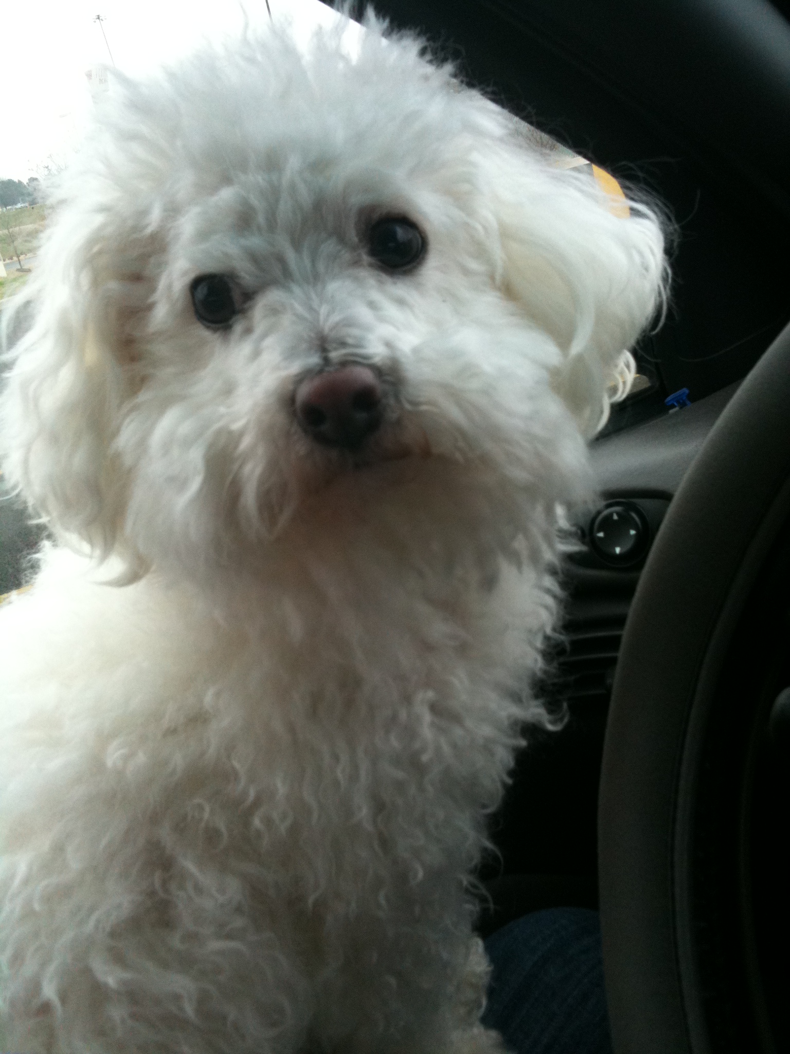 How to Make Your Dog Sing