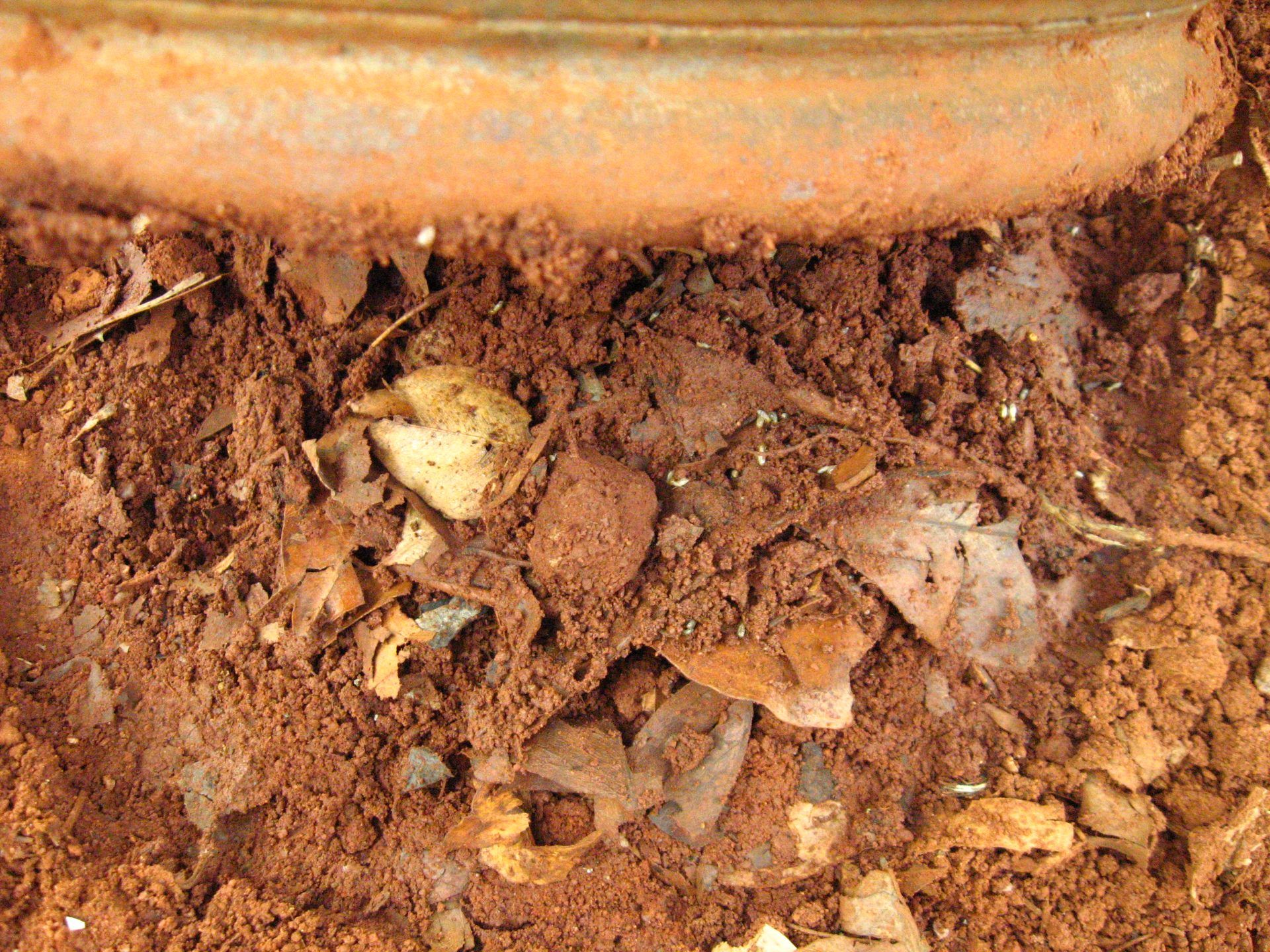 Growing Termites for Feeding Chicken 4 Steps (with Pictures