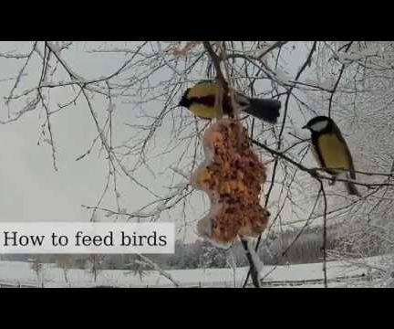Fast, Great Looking Bird Feeder