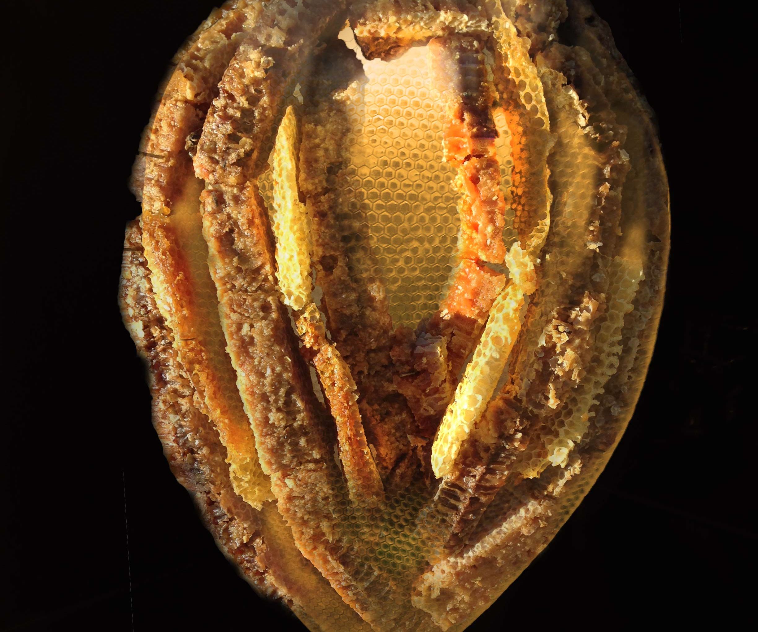 Using Fusion to Make Collaborative Sculptures With Bees