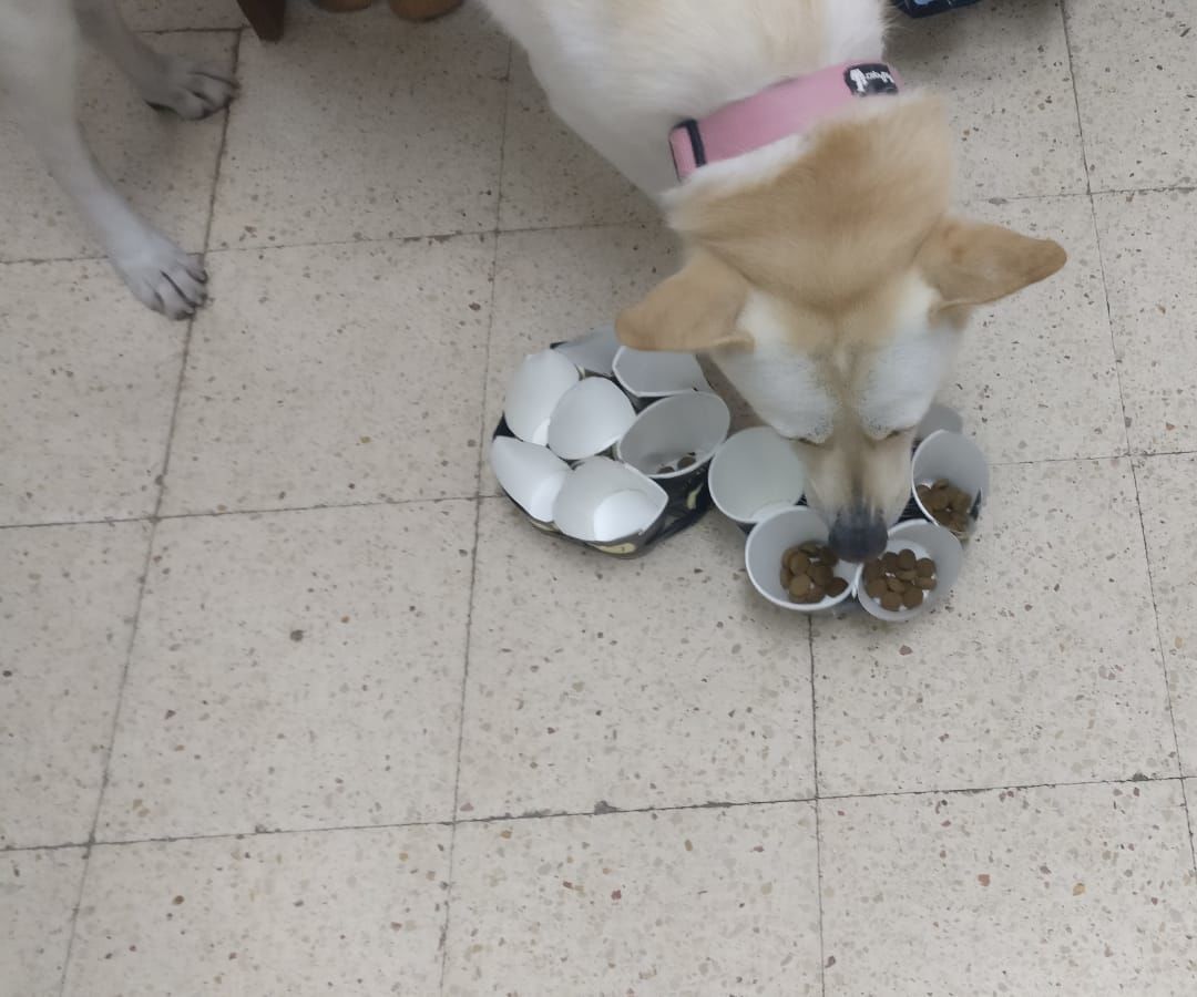 Vacuum Dog Slow Feeder