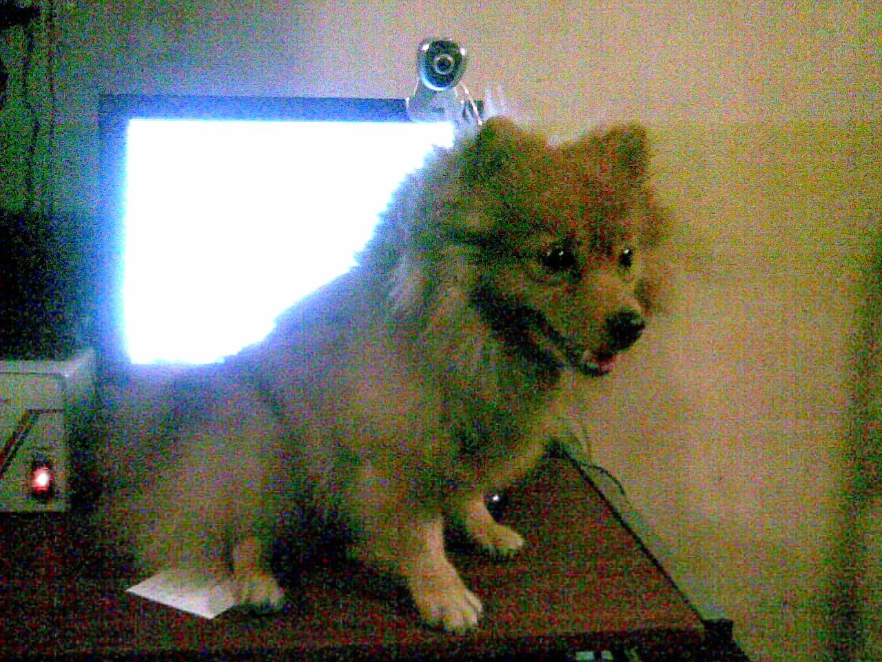 how to annoy your dog (*no animals were harmed in the making of this instructable)