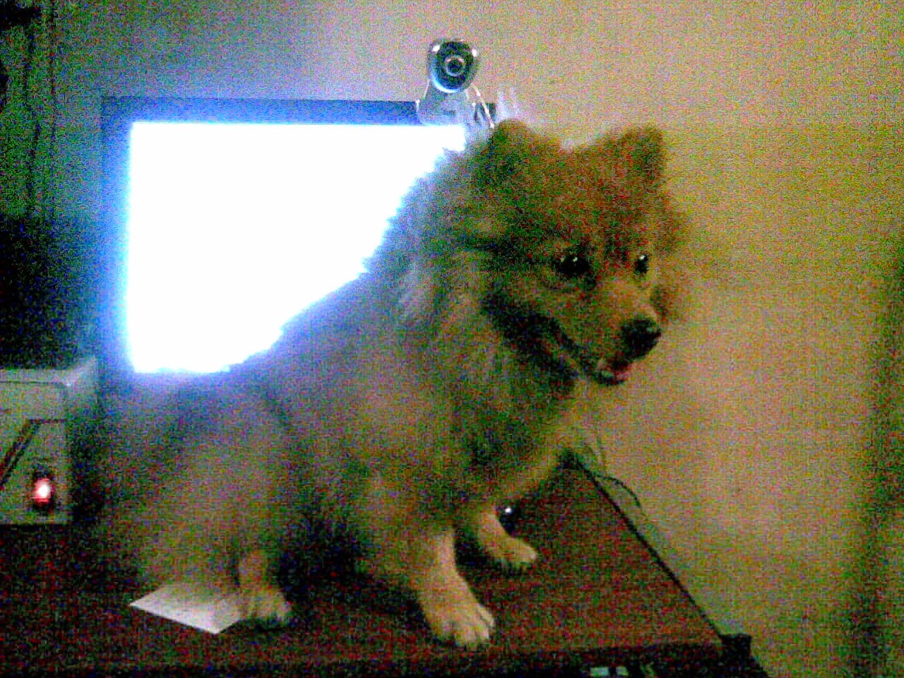 How to Annoy Your Dog (*no Animals Were Harmed in the Making of This Instructable) 3 Steps